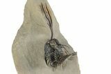 Spiny Walliserops Trilobite - Fantastic, Artistic Preparation #244453-1